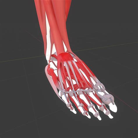 Leg Anatomy 3d Model Cgtrader
