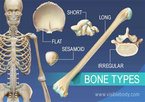 Overview of Skeleton | Learn Skeleton Anatomy