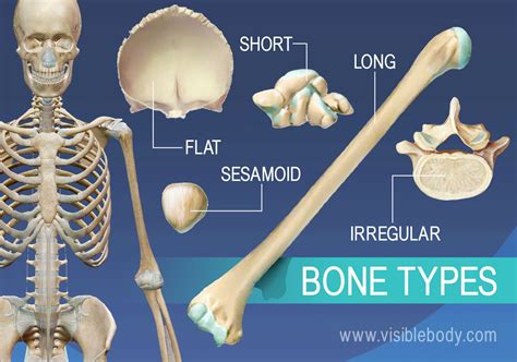 Overview Of Skeleton Learn Skeleton Anatomy