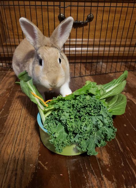 Rabbits are good pets at home when you win their hearts. A good boy and his salad | Pet rabbit, Cute bunny, Bunny