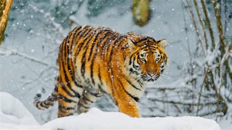 白虎 孟加拉虎 西伯利亚虎 老虎 猫科 高清壁纸动物 图片桌面背景和图片