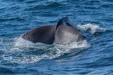 Whales And Seabirds Of Norways Lofoten Islands Naturetrek Wildlife