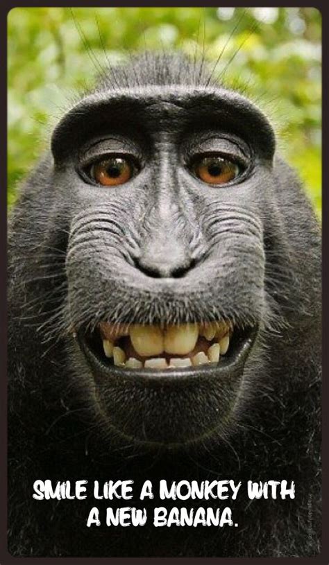 Funny monkey smoking and making angry face. Smile quotes | Friday funny | TGIF | Long week | Weekend ...