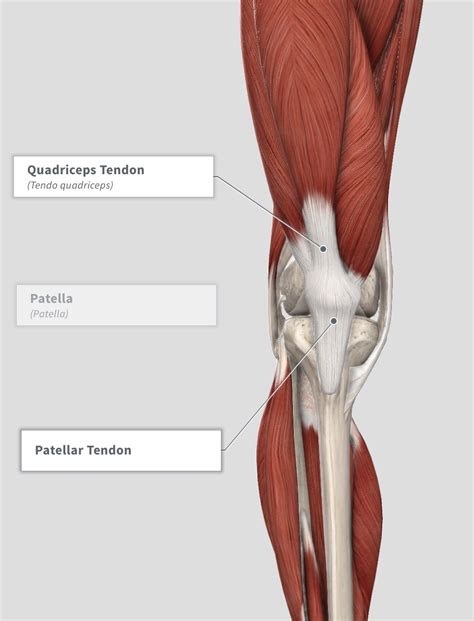Knee Skeletal Anatomy