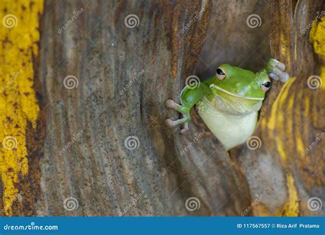 Good Morning Frog Stock Image Image Of Leaf Animal 117567557