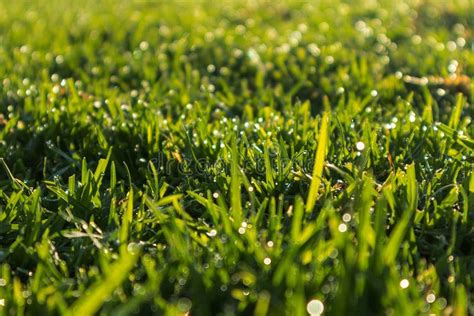 Close Up Of Grass With Morning Dew Sunrise Light Stock Photo Image