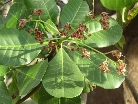 More than flowers retford, east retford. Cashew Flowers » More than a Pretty Flower