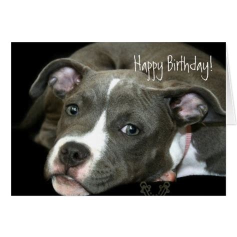 Happy Birthday Blue Pitbull Puppy Greeting Card Zazzle