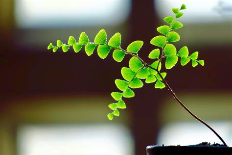 We did not find results for: 5 Best Ferns For Containers That You Can Grow at Home ...