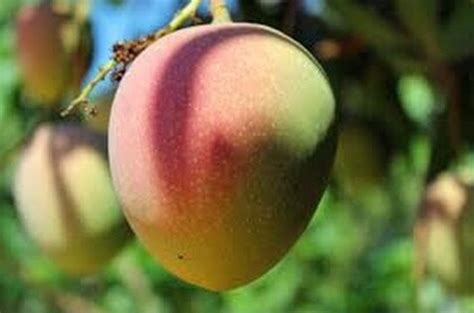 Where possible, investigate fruit tree varieties with some degree of natural resistance to anthracnose. Florigon Mango Trees - Louie's Nursery Riverside CA