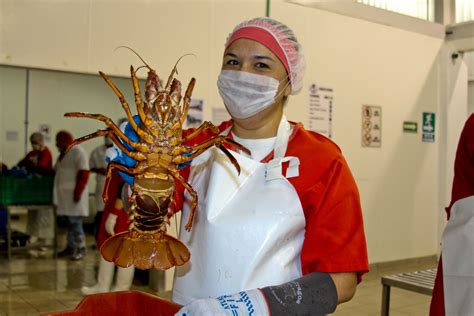 Con la tecnología de blogger. Inicia este 1 de julio la captura de langosta en el Golfo ...