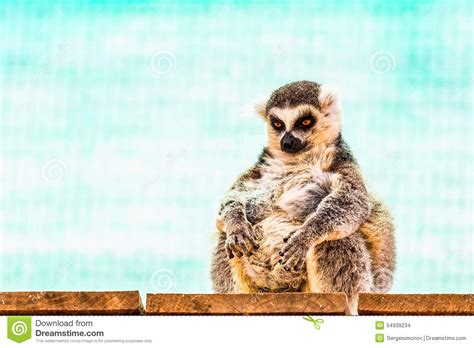 Fatty Funny Lemur Stock Photo Image Of Nature Monkey 54939234