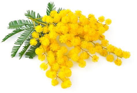 Mimosa Png Isolated Hd Png Mart