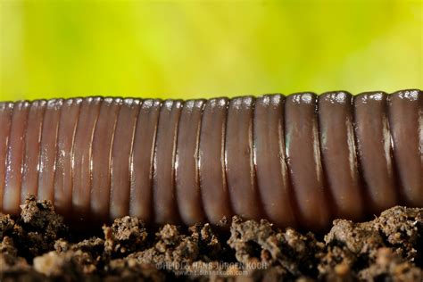 Common Earthworm Nightcrawler Lumbricus Terrestris Heidi And Hans