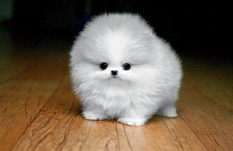 Bring On The Cute Fluffy White Maltese Puppy