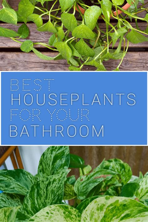 Best Houseplants For Bathrooms Dreamley