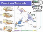 Evolution of mammals - Alchetron, The Free Social Encyclopedia