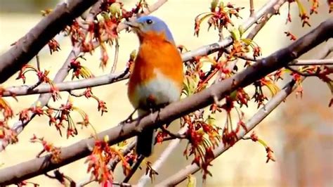 Birds In Their Natural Habitat The Eastern Blue Bird Youtube