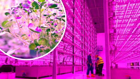 Futuristic Farming Finally Grows Up News The Times