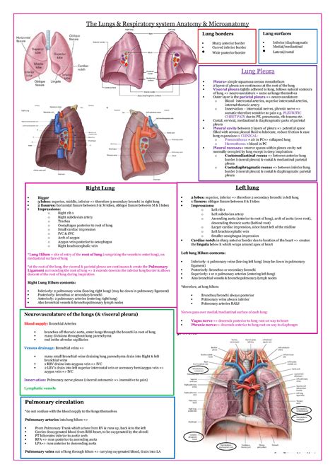 The Lungs And Respiratory System Anatomy And Microanatomy The Lungs