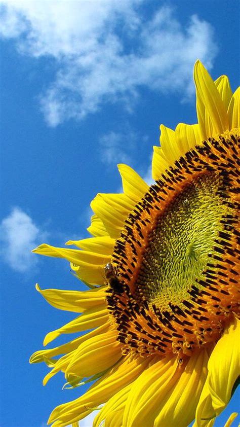 Sunflower Sky Wallpapersc Iphone8plus