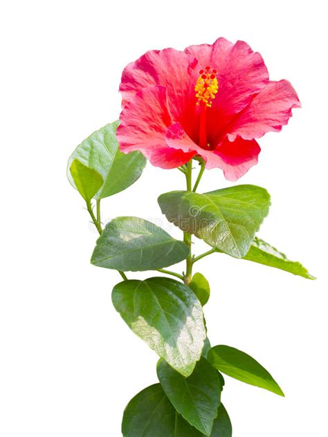 Red Hibiscus Stock Image Image Of White Nature Head 33508895