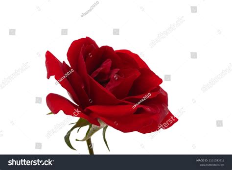 Dark Red Rose Isolated On White Stock Photo 2101033612 Shutterstock