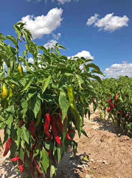 The Hatch Chile Store From Farm To Table At Mjs Kitchen