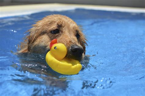 Berkeley Heights Animal Hospital Pool Safety Tips For Pets