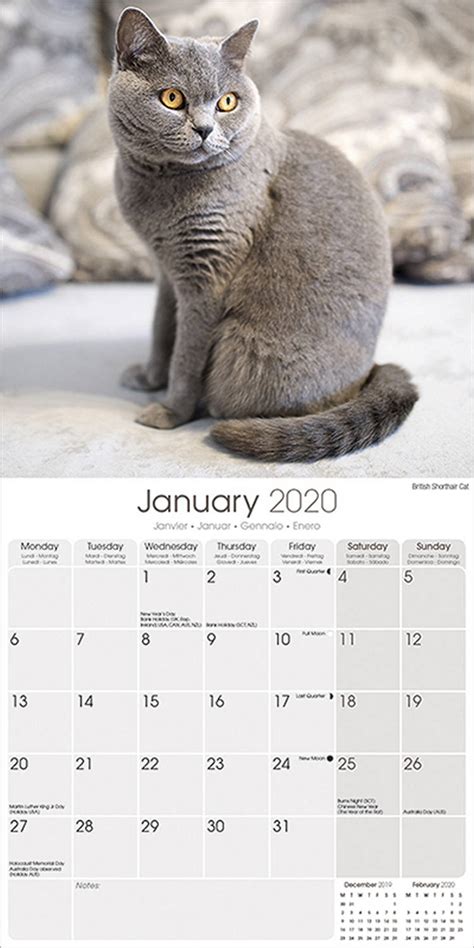 Cats Calendar 2020 Pet Prints Inc
