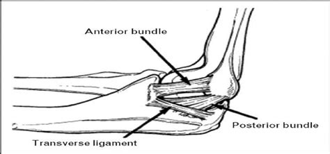 Ulnar Collateral Ligament Injuries Of The Elbow Current Orthopaedic