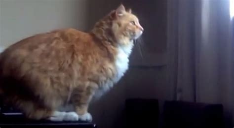 Fluffy Cats Jump Fail Funny Video Ebaums World