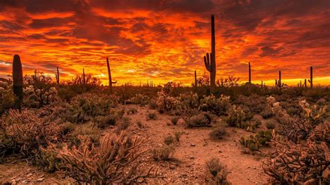 Desert Cactus Wallpapers - Top Free Desert Cactus Backgrounds ...