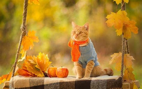 Fall Wallpaper With Cats