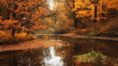 Hd Wallpaper Water Landscapes Nature Trees Autumn Forest Rivers
