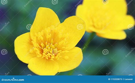 Buttercup Close Up Stock Image Image Of Floral Growth 115320873