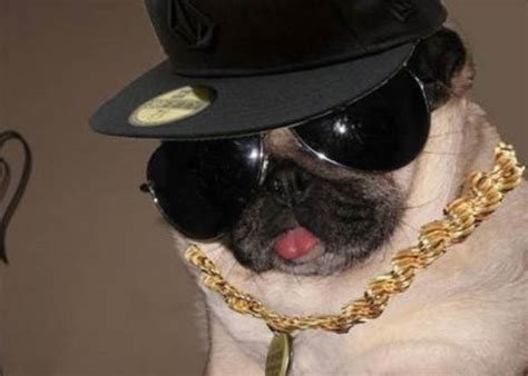 30 Ridiculously Hilarious Pug Costumes