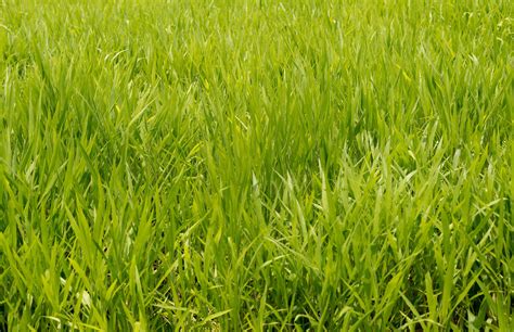 Three Different Types Of Grass To Consider Growing In Oregon Green