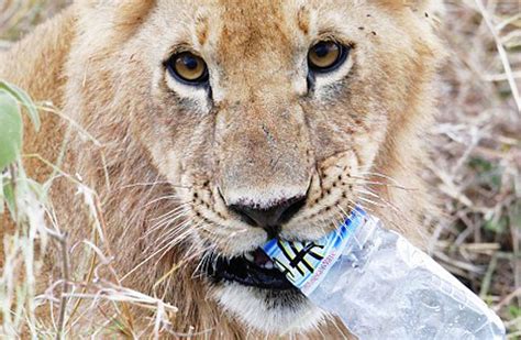 Shocking 10 Animal Species Dying From Eating Plastics Say No To