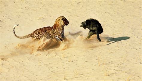 Leopard Vs Cheetah Fight