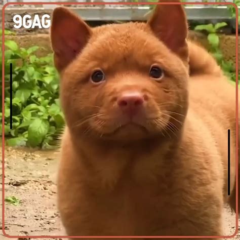 9gag The Adorable Red Cantonese Bear Chow Facebook By 9gag Is