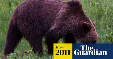 Grizzly Bear Kills Hiker In Yellowstone Park Wyoming The Guardian