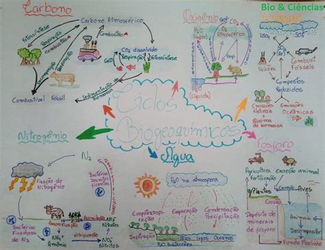 Mapa Mental Ciclos Biogeoquimicos Ensino