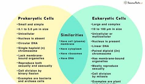 Prokaryotes vs. Eukaryotes: Definition and Characteristics