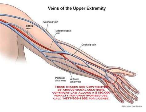 1422004a Veins Of The Upper Extremity Anatomy Exhibits Arteries