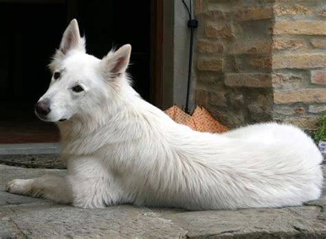 6 Facts To Know About The Beautiful White Swiss Shepherd Animalso