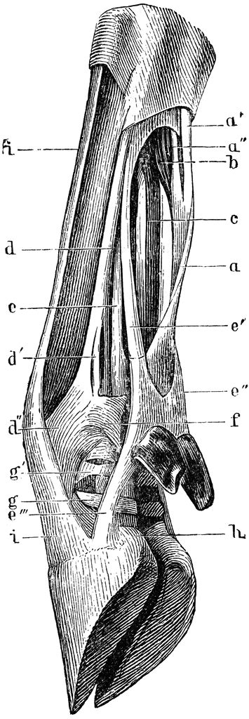 The two main calf muscles, gastrocnemius and soleus, run down the back of the calf and join together to form a strong, thick tendon, the achilles tendon, that attaches to the back of the heel. Tendons and Ligaments of Ox Leg | ClipArt ETC