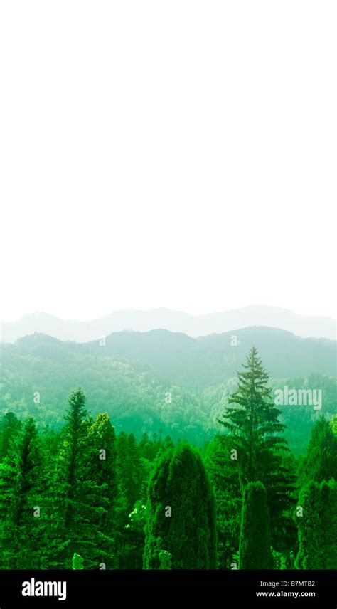 Green Forest Landscape Stock Photo Alamy