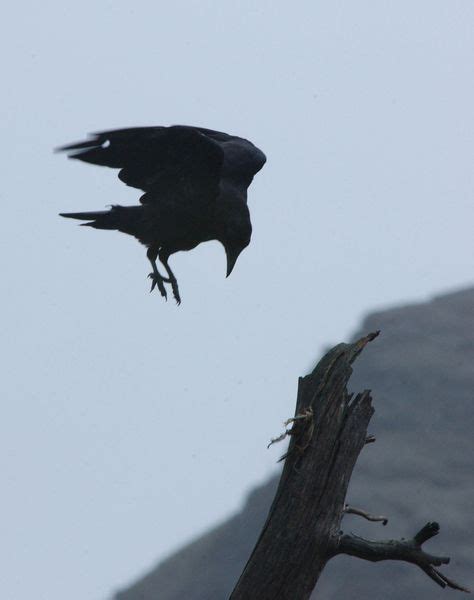 Adw Corvidae Pictures Raven Bald Eagle Crow