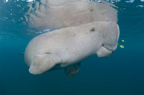 Dugong Wild Shores Of Singapore Dugongs Last Moments A Frantic